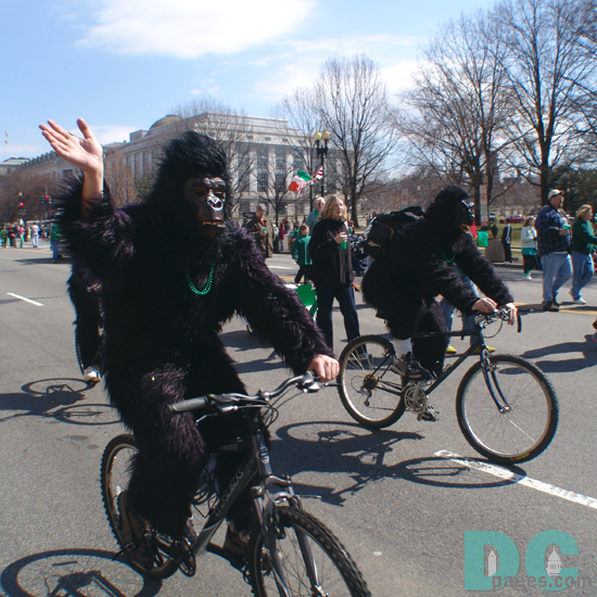 St Patricks Day Costume - An Irish Gorilla cycling down Constitution Avenue.
