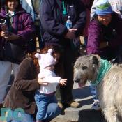 This little girl makes friends with Irish Wolfhound.