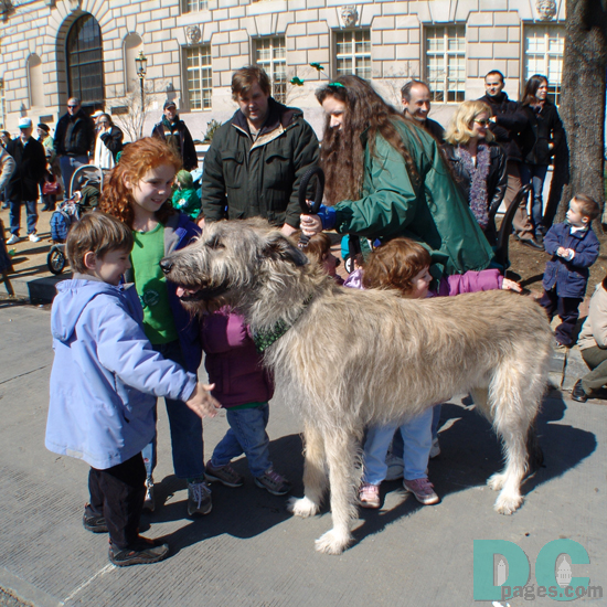The Irish Wolfhound is an ancient breed of the greyhound family. Wolfhounds were used to hunt wolves and elk and to accompany Irish nobles to war. This one is a gentle puppy that all the kids adored. 