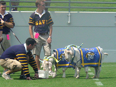 The Naval Academy's mascot have a quick bite to eat during the game.