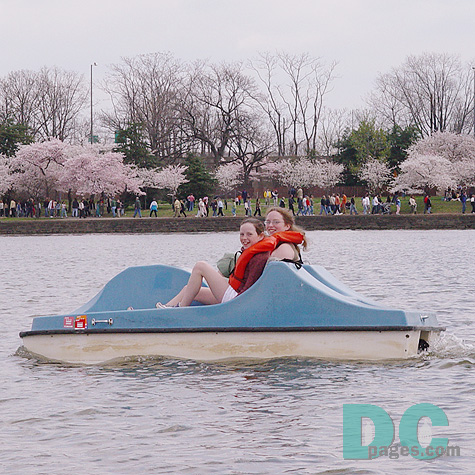 Paddle boating around the tidal basin is easy and fun.