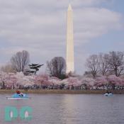 Cherry blossom trees given from the people of Japan surround the tidal basin with a feeling of hope and peace.