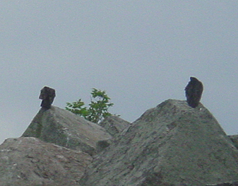 Two hawks standing on Rocky Island.