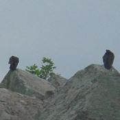 Two hawks standing on Rocky Island.