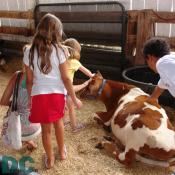 Children pet and soft and friendly baby dairy cow.