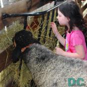 A sheep and child look at a hen nesting in the hay.