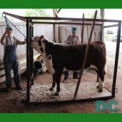 Farmers groom a breeding beef cow.