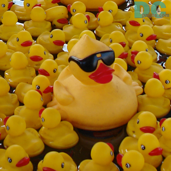 A large rubber duckie with sunglasses floats with all the little plastic chickies.