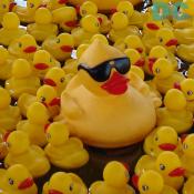 A large rubber duckie with sunglasses floats with all the little plastic chickies.