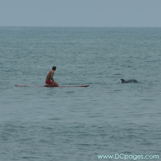 Ocean City - This surfer gets an up close view of these curious dolphins.