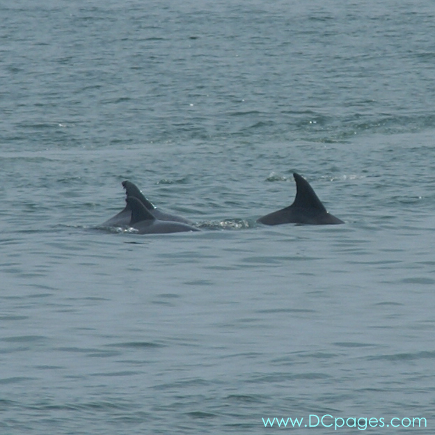 Ocean City - Dolphins are aquatic mammals which are closely related to whales and porpoises. They are found worldwide, mostly in the shallower seas and are carnivores, mostly eating fish and squid.