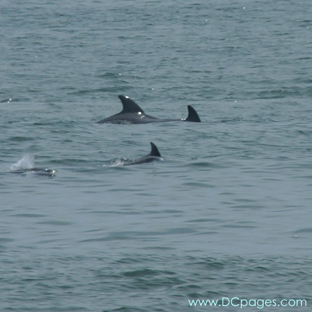 Ocean City - Dolphins are considered to be amongst the most intelligent of animals and their often friendly appearance and seemingly playful attitude have made them popular in human culture.