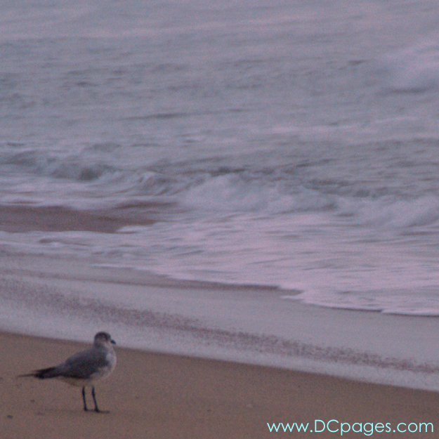 Ocean City - The early bird catches the worm, or in this case little sea creature.