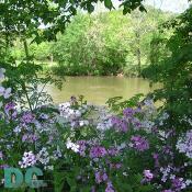 A grove of Dame's Rocket flowers overlook the pleasant scenery of the North Fork river. The Dame's rocket is a showy, short-lived perennial with large, loose clusters of fragrant white, pink or purple flowers that bloom from May to August on flowering stalks 2-3 feet in height.