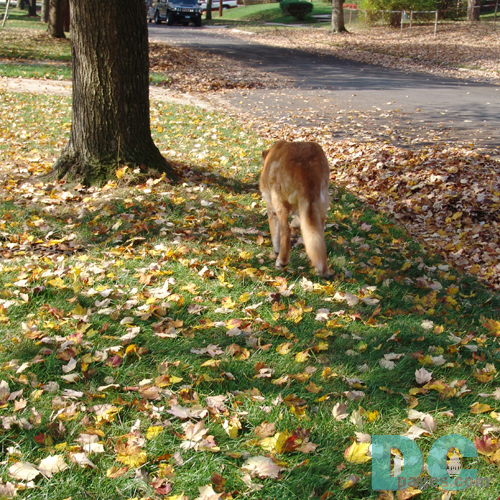 Wiley begins his journey smelling the fallen leaves