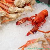 Fresh Maine Lobster on a bed of ice.