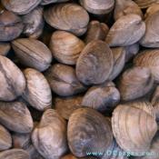 Littleneck clams are the smallest and most flavorful hard shell clams available. They are salty and slightly chewy and are the clam of choice for most clam recipes.