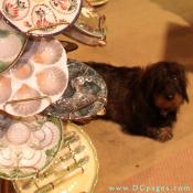 Our shop dog Kaethe gives her nod of approval to our collection of oyster and asparagus plates.