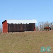 One of Calleva's multiple run in sheds, surrounded by miles of trails, pastures, cross-country courses, indoor riding arena, dressage rings, and more.