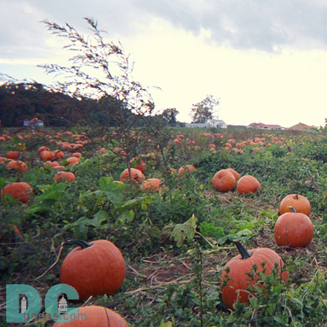 Perfect pumpkins wait for you
in sheaves and leaves Everywhere...
