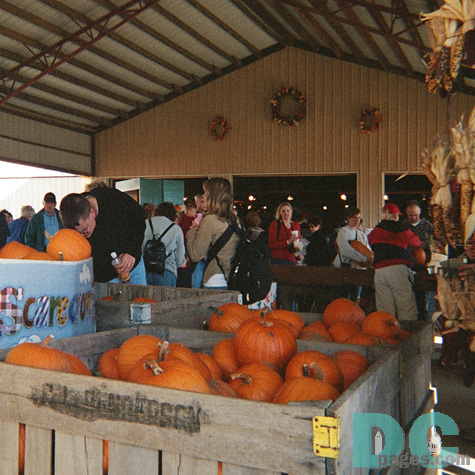 Its better to take your pumpkin to the car first. So you can get back and enjoy our Corn Maze.