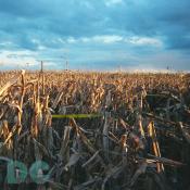 An endless field of corn.