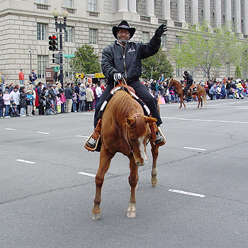 2003 Cherry Blossom Festival: Those on four legs are afforded an even better view of the celebration. 