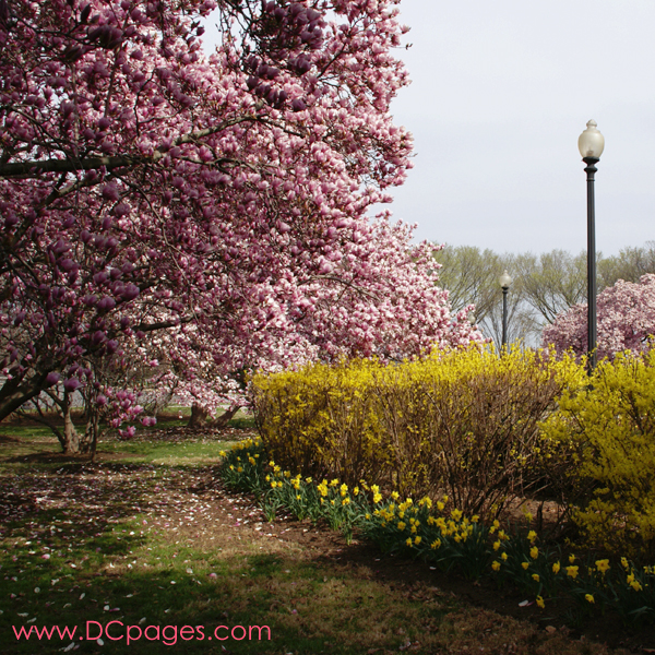 George Mason Memorial garden located in East Potomac Park near the Thomas Jefferson Memorial.