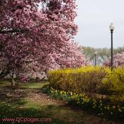 George Mason Memorial garden located in East Potomac Park near the Thomas Jefferson Memorial.