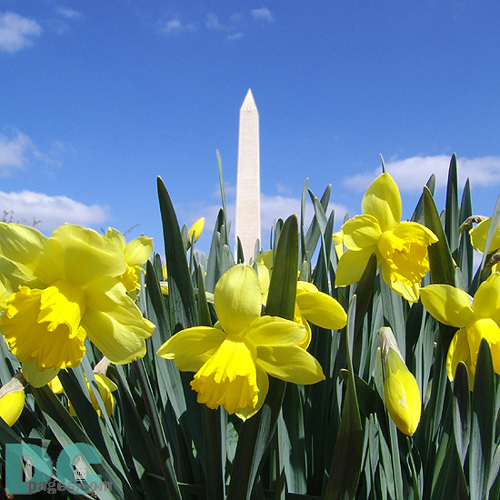 Daffodil flower view of the Washington Monument.
