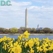 Daffodil flower view of the Potomac River and Washington Monument.