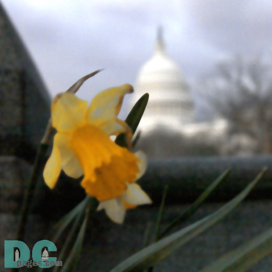 Artistic render of a Daffodil flower in front of the United States Capitol Building.