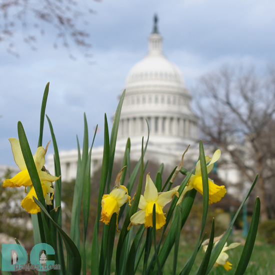 Daffodil flower view of the United States Capitol Building.