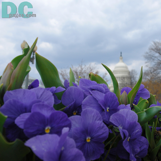 Pansy (Pansy Violet) flower view of the United States Capitol Building.  