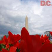 Tulip view of the Washington Monument.