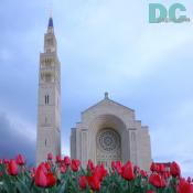 Tulip view of the National Shrine of the Immaculate Conception.