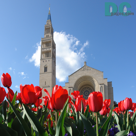 Tulip view of the National Shrine of the Immaculate Conception.