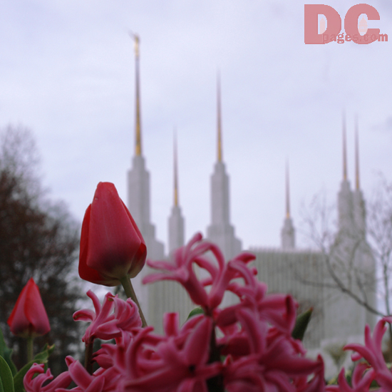 Tulip view of the Church of Jesus Christ of Latter-day Saints, Washington D.C. Temple.