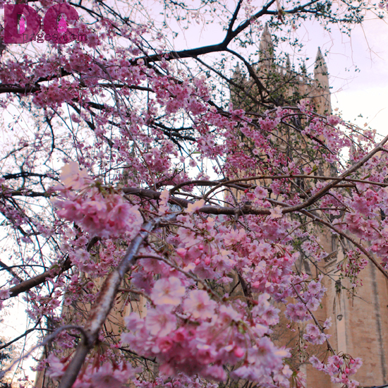 Cherry Blossom view of the National Cathedral.