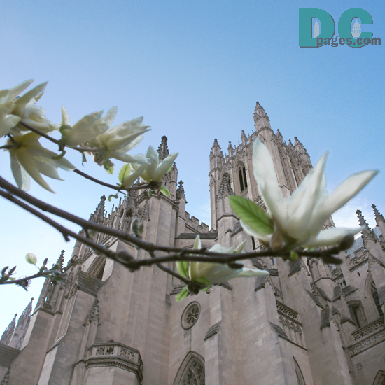 White tulip flower view of the National Cathedral.