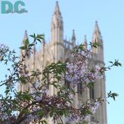 Cherry blossom view of the National Cathedral tower.