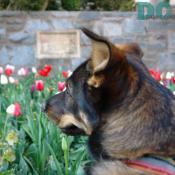 DCpages reporter, Denali, admires the National Cathedral garden.