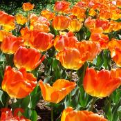 Orange tulips at Arlington National Cemetary.