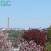 Spring flower view of the Washington Monument and U.S. Capitol building from Arlington National Cemetary.