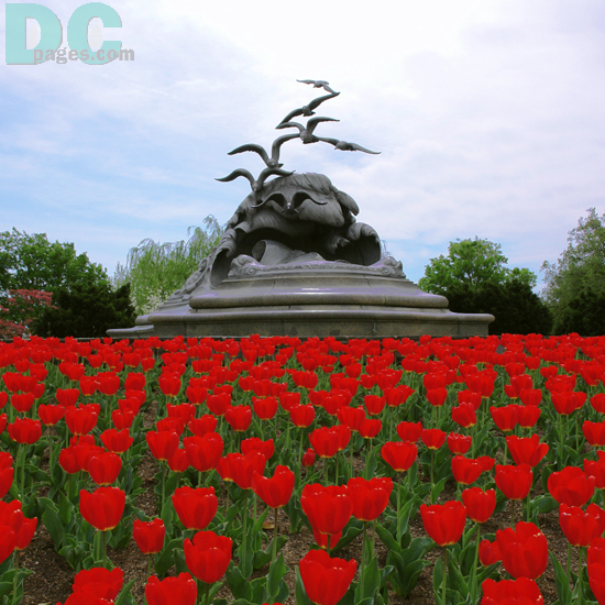 Red Tulip blossom view of the Navy Marine Lost at Sea memorial.