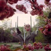Cherry blossom view of a modern metal sculpture at the Jewish Congregation on Massachusetts avenue.