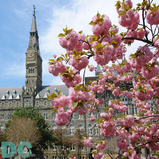 Cherry blossom view of the Georgetown University clocktower.