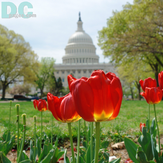 Fiery Tulip flower view of the U.S. Capitol Building in Washington DC.