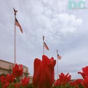 Red tulip view of the American Flags waving in front of Union Station.