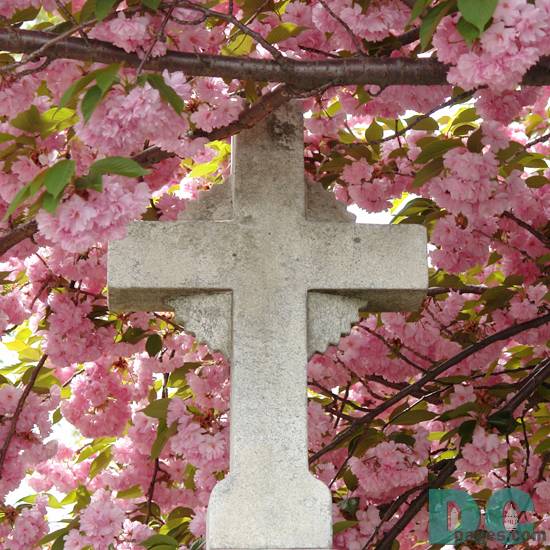 Easter cherry blossom flowers surround a marble cross.